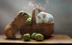Two guinea pigs in a basket with apples