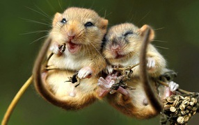 Две мышки полевки на колоске 