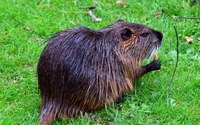 Wet beaver sitting on green grass