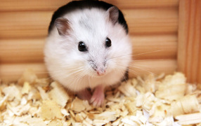 White hamster in a small house
