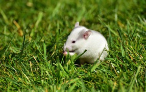 White mouse in the green grass