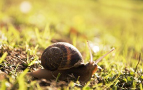 Большая улитка на траве