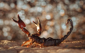 Scary Scorpion sits on the sand
