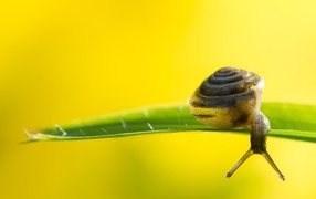 Snail on green leaf on yellow background
