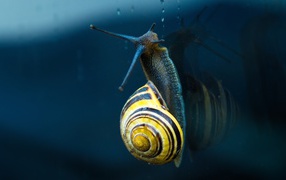 The snail crawls on the glass