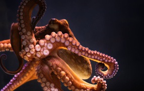 Big octopus on a gray background