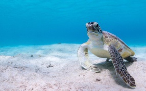 Big turtle under water on the sand