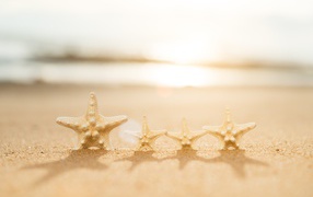 Four starfish on yellow sand
