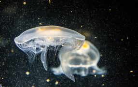 Large white jellyfish in water on a black background