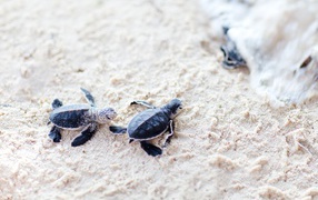Newborn turtles on the sand