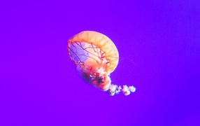 Pink jellyfish underwater on purple background