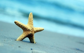 Starfish on gray sea sand