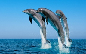 Three dolphins jump out of the water