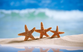 Three orange starfish on the yellow sand to the sea