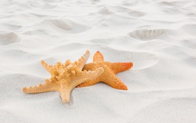 Two starfish on white sand