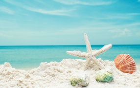 White starfish on white sand with shells against a blue sky
