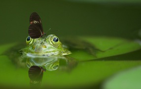 A butterfly sits on a green frog in a pond