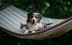 A dog and a cat lie in a hammock