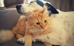 A dog hugs a red cat