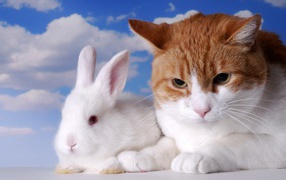 A gloomy red cat and white decorative rabbit on the sky background