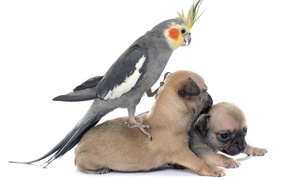 A parrot sits on two chihuahua puppies on a white background