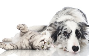 Австралийская овчарка и шотландский кот на белом фоне