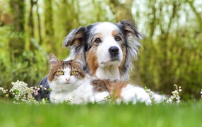 Australian Shepherd and cat in green grass