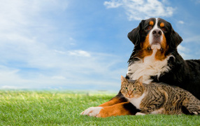 Bernese Mountain Dog with gray cat on the grass