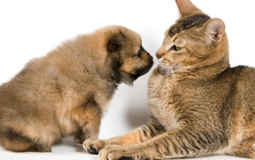 Большой кот со щенком на белом фоне