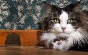 Большая пушистая кошка с мышонком