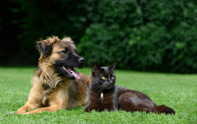 Черный кот и собака лежат на зеленой траве