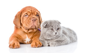 Bordeaux mastiff and Scottish lop-eared kitten on white background