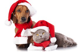 Dachshund and British cat in Christmas hats on a white background