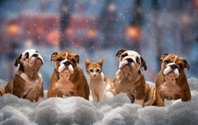 Four puppies of a bulldog and a kitten on snow