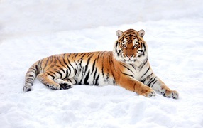Большой грациозный тигр на снегу
