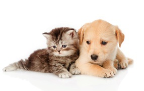 Little gray kitten with a puppy on a white background