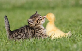 Little gray kitten with duckling on green grass