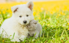Little white puppy with a gray kitten on the grass