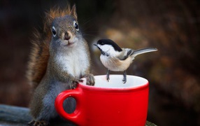 Squirrel and sparrow in a red cup