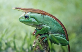 The lizard sits on a green frog