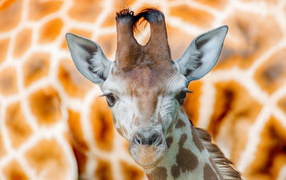 Морда жирафа крупным планом 