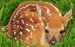 Маленький олененок лежит в зеленой траве