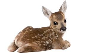Маленький олененок на белом фоне