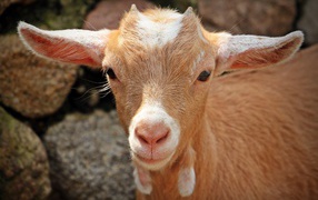 Маленький козленок крупным планом