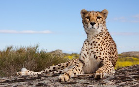 Красивый леопард лежит на камне под голубым небом 