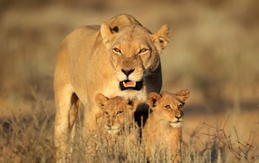 Большая львица с двумя маленькими львятами идет по сухой траве