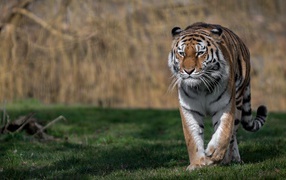 Большой грозный тигр идет по зеленой траве 