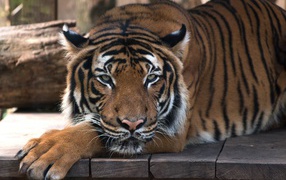 Большой полосатый тигр лежит на деревянном полу 