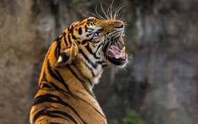 Большой тигр с грозным оскалом