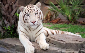 Большой белый тигр лежит на камне в зоопарке
